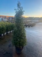 Portugese Laurier Zuilvorm - Prunus lusitanica 'Angustifolia, Overige soorten, Lente, 100 tot 250 cm, Ophalen