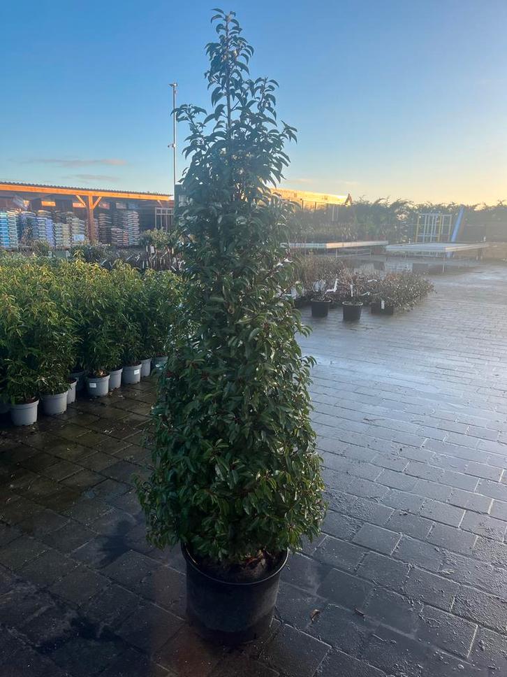 Portugese Laurier Zuilvorm - Prunus lusitanica 'Angustifolia, Tuin en Terras, Planten | Bomen, Overige soorten, 100 tot 250 cm