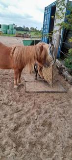 Plekje vrij in paddock Zuidschermer, Dieren en Toebehoren, Stalling