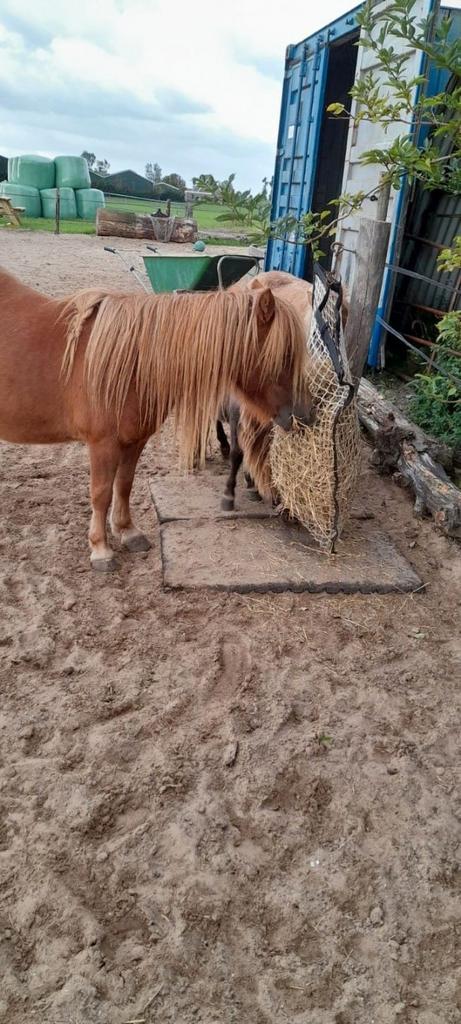 Plekje vrij in paddock Zuidschermer, Dieren en Toebehoren, Stalling en Weidegang, Stalling