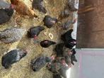 Koekoes en Marans legkippen, Dieren en Toebehoren, Pluimvee, Vrouwelijk, Kip