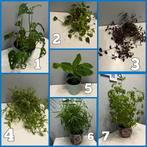 Diverse grote kamerplanten pot 13-26cm, Ophalen, Overige soorten, Minder dan 100 cm