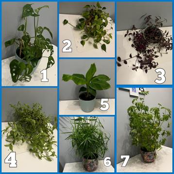 Diverse grote kamerplanten pot 13-26cm beschikbaar voor biedingen