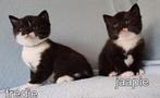 brit britse korthaar kittens, europees korthaar papa zwartwi, Dieren en Toebehoren, Kater, Ontwormd, 0 tot 2 jaar