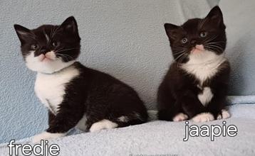 brit britse korthaar kittens, europees korthaar papa zwartwi beschikbaar voor biedingen