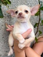 Raszuivere Chihuahua pups  🐶 nog 1 teefje 😍, Dieren en Toebehoren, Honden | Chihuahua's en Gezelschapshonden, CDV (hondenziekte)