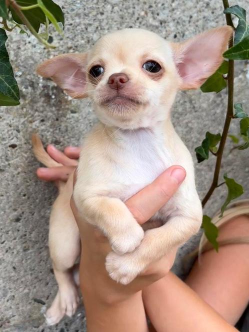 Raszuivere Chihuahua pups  🐶 nog 1 teefje 😍, Dieren en Toebehoren, Honden | Chihuahua's en Gezelschapshonden, Meerdere dieren