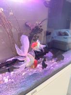 Diverse sluierstaart vissen te koop wegens ruimte gebrek, Dieren en Toebehoren, Vissen | Aquariumvissen, Vis, Zoetwatervis