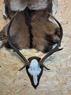 Edelhert gewei. Landelijk jacht mancave hert, Ophalen, Gebruikt, Hert, Gewei of Kop