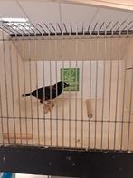 Fluweel wever man, Mannelijk