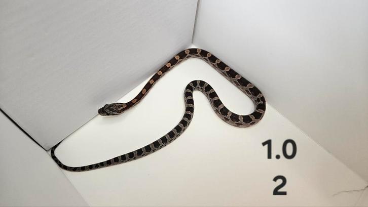 Jonge korenslangen (Pantherophis guttatus) eten zelfstandig, Dieren en Toebehoren, Reptielen en Amfibieën, Slang, 0 tot 2 jaar