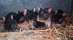 Jonge konijnen kleurdwergen kleurdwerg Black and Tan, Dieren en Toebehoren, Konijnen
