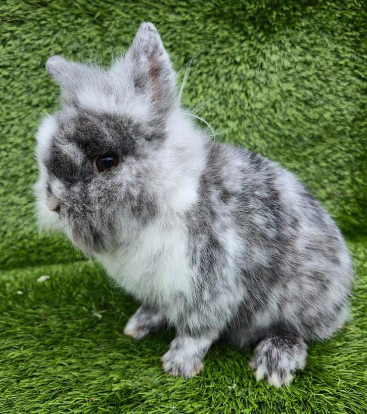 LEEUWENKOPDWERG KONIJN, Dieren en Toebehoren, Konijnen, Dwerg, Mannelijk, 0 tot 2 jaar