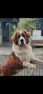 Sint bernard x bernard senner, Dieren en Toebehoren, 1 tot 2 jaar, Eén hond, Nederland, Particulier