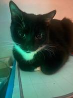 2 Katten - Maya en Yno (apart of samen gratis te volgen), Poes