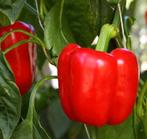 Biologische Paprika zaden, Tuin en Terras, Ophalen of Verzenden, Volle zon