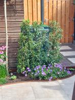 2 Portugese laurieren lusitanica angustifolia, Tuin en Terras, Ophalen, Halfschaduw, Overige soorten, 100 tot 250 cm