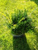 Buxusvervanger de lonicera nitida maigrun.Jonge stekken, Ophalen of Verzenden, Overige soorten, Minder dan 100 cm