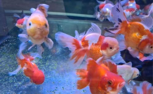 Handpick Oranda, Ryukin, Butterfly Goudvis 13/15 cm- Valburg, Dieren en Toebehoren, Vissen | Vijvervissen, Goudvis(sen)