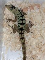 Diverse reptielen te reserveren voor Houten september
