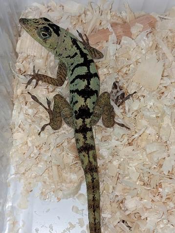 Diverse reptielen te reserveren voor Houten september  beschikbaar voor biedingen