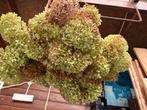 Gedroogde Hortensia's, Ophalen, Nieuw
