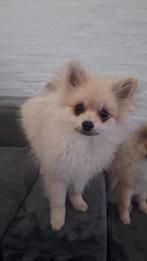 Lieve keeshond te koop(reu), Rabiës (hondsdolheid), 15 weken tot 1 jaar, Meerdere, Meerdere dieren