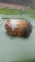 Cavia beertjes, Dieren en Toebehoren, Knaagdieren, Cavia, Mannelijk, Juli, Tam