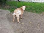 Dwerggeit bokje ruilen, Dieren en Toebehoren, Schapen, Geiten en Varkens, Mannelijk, Geit
