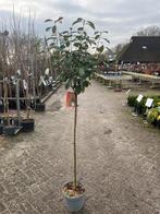 Photinia Red Robin op Stam - Prachtige Glansmispel, Tuin en Terras, Planten | Bomen, Overige soorten, Lente, 100 tot 250 cm, Ophalen