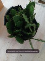 winterharde cactussen, Volle zon, Vaste plant, Zomer, Ophalen