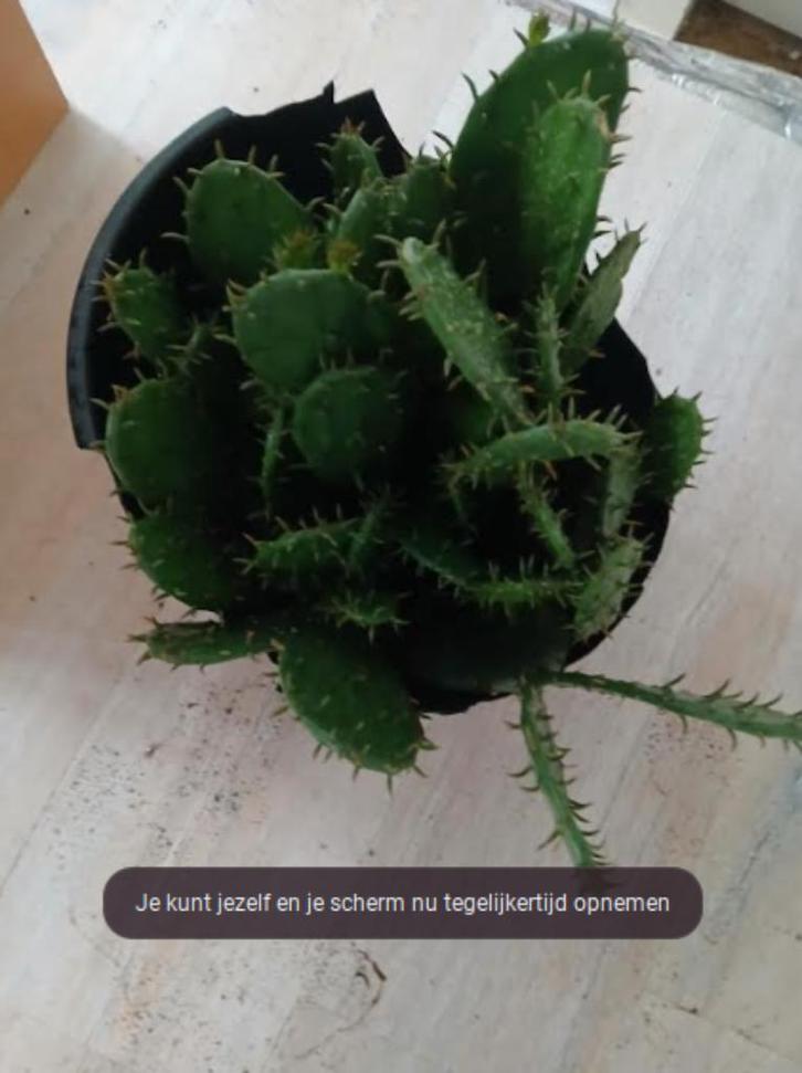 winterharde cactussen, Tuin en Terras, Planten | Tuinplanten, Vaste plant, Overige soorten, Volle zon, Zomer, Ophalen