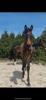 Te koop Mooi chique merrie veulen van Las Vegas, Dieren en Toebehoren, Paarden, Merrie, Dressuurpaard, Gechipt, 0 tot 2 jaar
