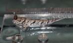 Slijkspringer | Periophthalmus Argentilineatus €19,95, Dieren en Toebehoren, Reptielen en Amfibieën