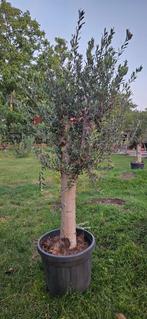 AANBIEDING Olijfboom 40jaar oud. OP=OP, Tuin en Terras, Planten | Bomen, In pot, Halfschaduw, Ophalen of Verzenden, 100 tot 250 cm