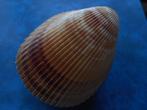 Schelpen: Acrosterigma elongata Bruguiere gem- 101mm, Verzenden, Schelp(en)