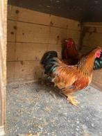 3 Wyandotte buf Colombia kriel haantjes, Dieren en Toebehoren, Pluimvee, Mannelijk, Kip