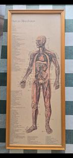 3 ingelijste anatomische prenten., Ophalen of Verzenden, Schilderij, 50 tot 75 cm