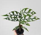 Monstera obliqua stekjes, Ophalen of Verzenden, Overige soorten, Volle zon