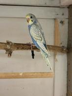 Grasparkiet, Geslacht onbekend, Parkiet