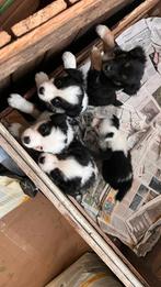 Nova scotia duck tolling mix border collie puppy/ pups/ pup, HCC (leverziekte), Overige rassen, 8 tot 15 weken, Meerdere