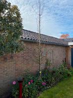 Groene Beuk, Tuin en Terras, Planten | Bomen, Overige soorten, 250 tot 400 cm, Zomer, Ophalen