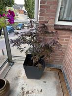 Rode Japanse esdoorn 'Bloodgood', Tuin en Terras, Planten | Bomen, In pot, Halfschaduw, 100 tot 250 cm, Overige soorten
