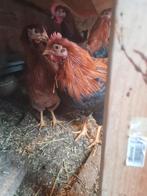 Welsumer, Mannelijk, Kip