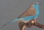 Blauwkop blauwfazant mannen beschikbaar., Dieren en Toebehoren, Vogels | Overige Vogels, Mannelijk, Tropenvogel, Geringd
