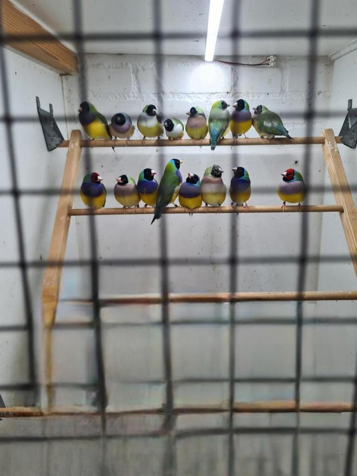 Gouldamadine, Dieren en Toebehoren, Vogels | Overige Vogels, Tropenvogel, Meerdere dieren, Geringd