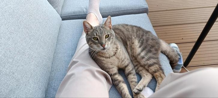 Kater Chak, gecastreerd, ingeënt, gechipt+paspoort, Dieren en Toebehoren, Katten en Kittens | Overige Katten, Kater