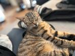 Lief poesje 1 jaar oud zoekt nieuw huisje, Dieren en Toebehoren, Katten en Kittens | Overige Katten, Poes