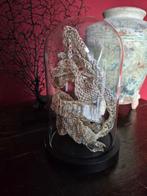 Stolp met vervellingshuid van een slang, Ophalen of Verzenden, Insect, Opgezet dier