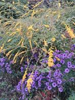 Solidago rugosa 'Fireworks', Ophalen, Overige soorten, Struik, Minder dan 100 cm